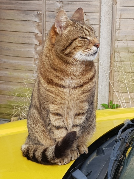 Thug cat part 5 - For he will not do destruction, if he is well-fed, neither will he spit without provocation.