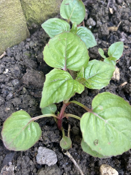 What is this growing everywhere