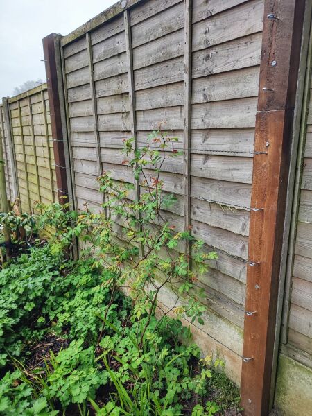 What have you done in the garden today?