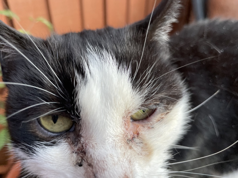 Elderly cat with watery eye