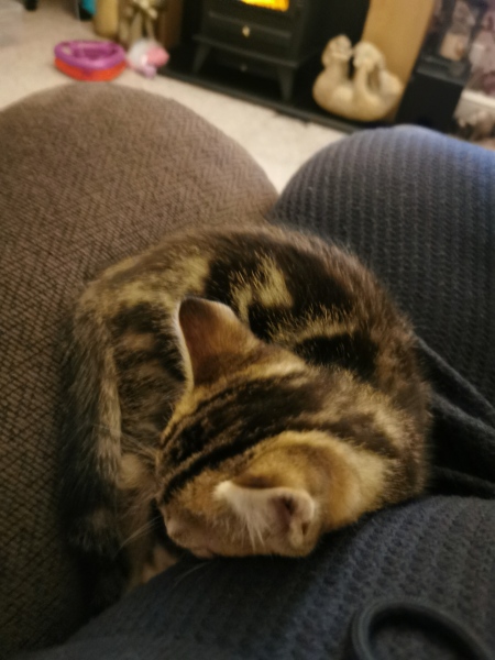 Kitten allergy! Don't know how much more I can take!