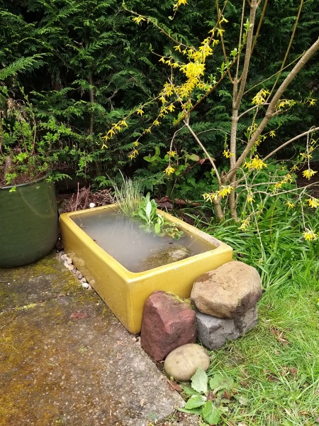 Bird bath, or container pond?