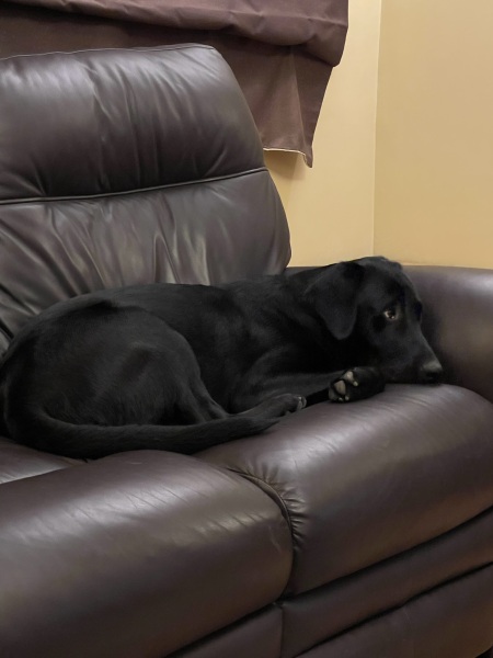 Puppy Survival Thread - as we approach Fireworks night for the first time…