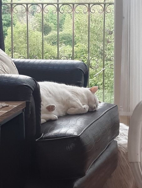 White cats, or any cats, really...