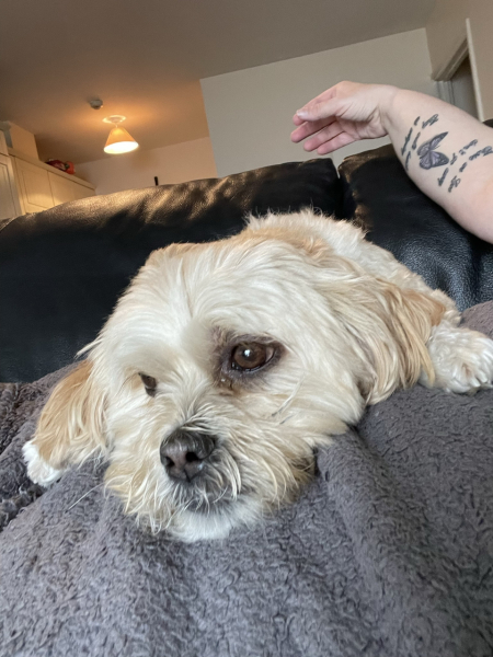 My dog is sprawled across me asleep.  I have needed a wee for over an hour but don’t want to disturb me.  Anyone relate? Pic included! 