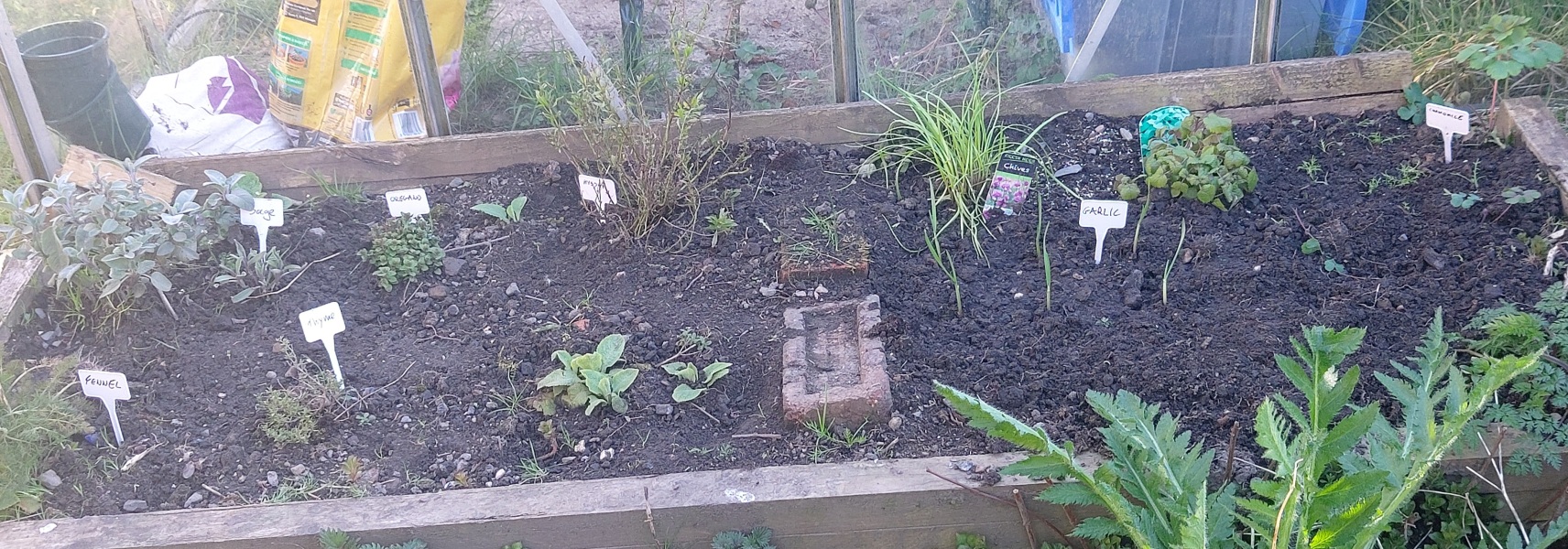 What have you done in the garden today?