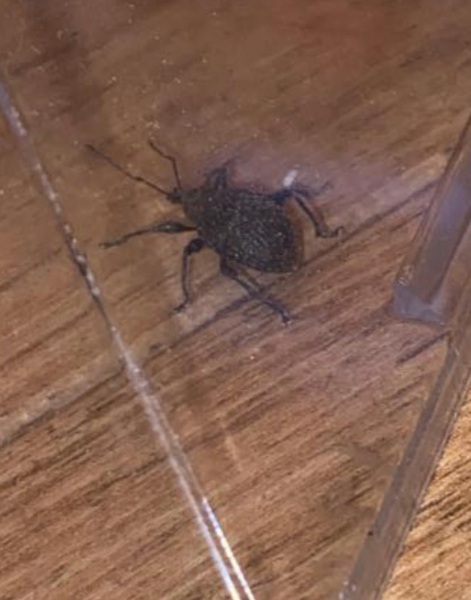 What to do about these beetles?!?! (Photos included)