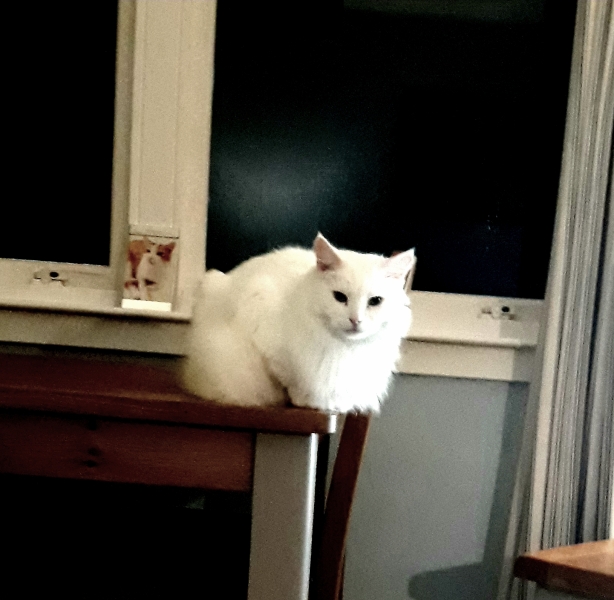 Cats used to be worshiped as Gods...