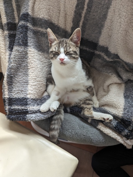 I told my cat a joke and this is how much she enjoyed it ...