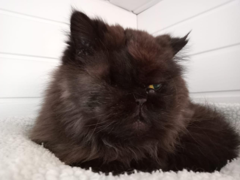 I told my cat a joke and this is how much she enjoyed it ...