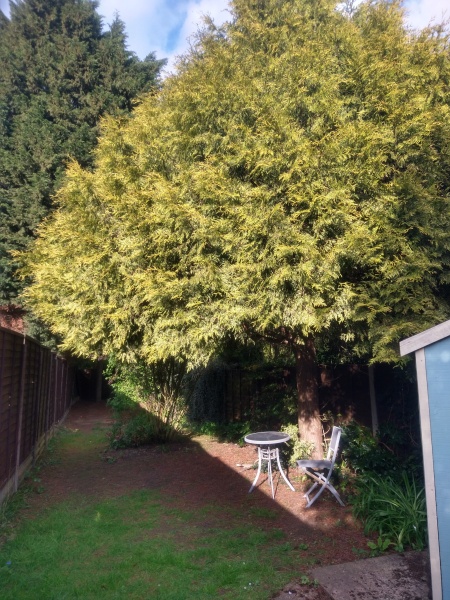 What to do with long north east facing shady garden?