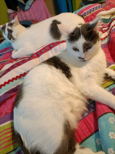 White cats, or any cats, really...
