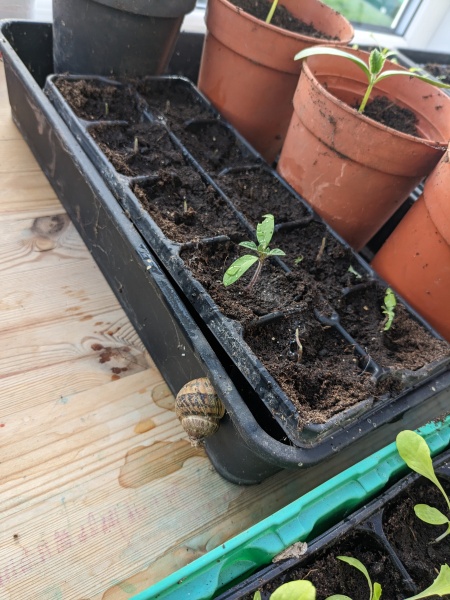 Keeping slugs and snails off my seedlings 🌱