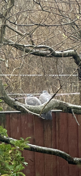 Pigeons on next doors roof 