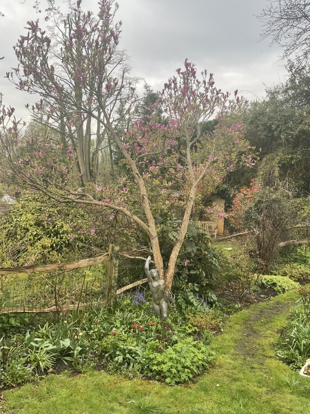 Sad Susan (Magnolia)