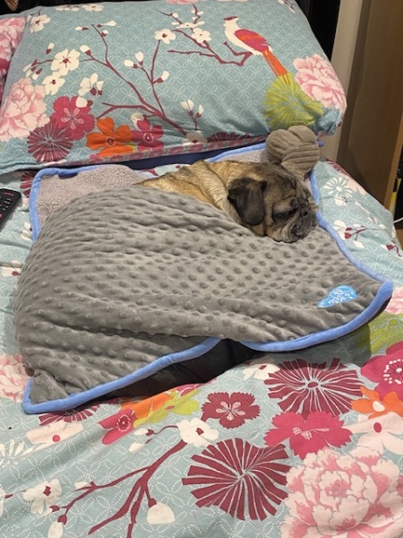 Dogs in bedrooms