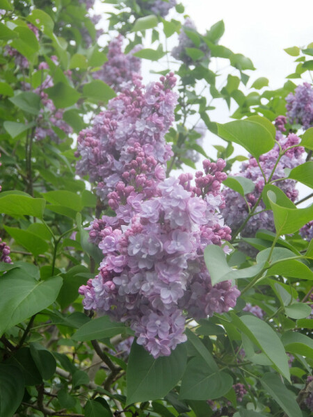 What sort of common lilac (Syringa Vulgaris) is this?