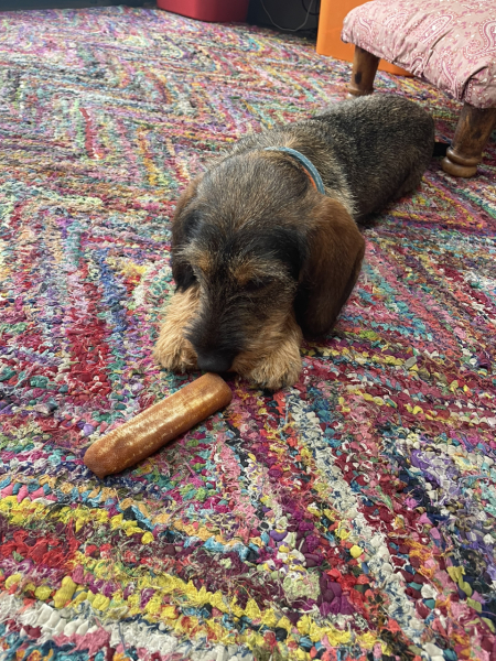 Puppy Survival Thread - as we approach Fireworks night for the first time…