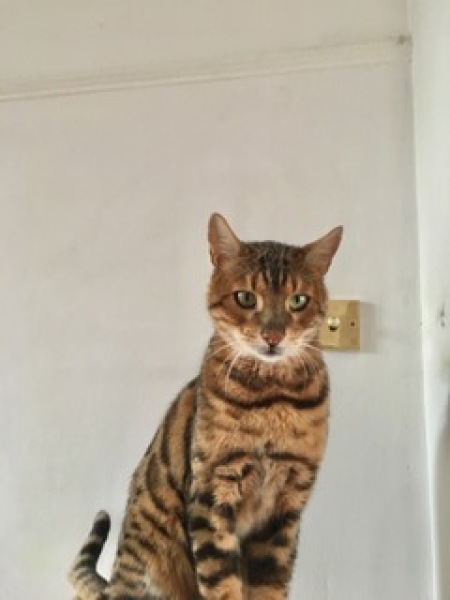 Grieving for my bengal cat