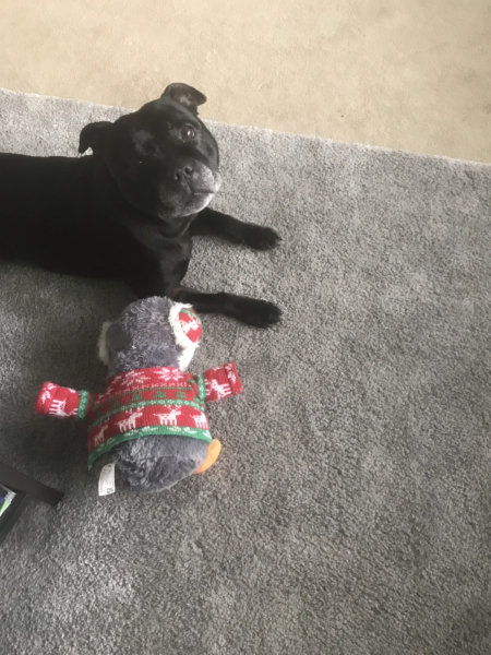 What do you call your dog…?