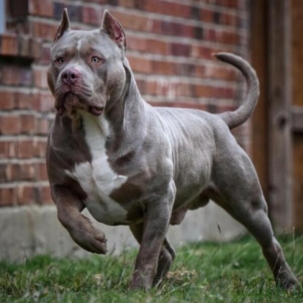 Something needs to be done about unleashed pitbulls/ XL bullys