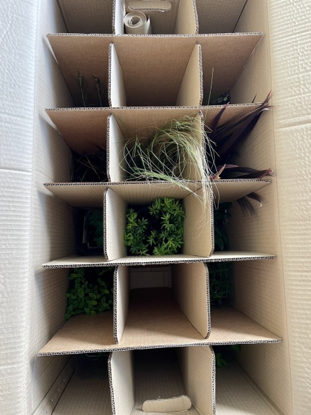 Help with these plants just been delivered