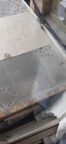 How many black cats...