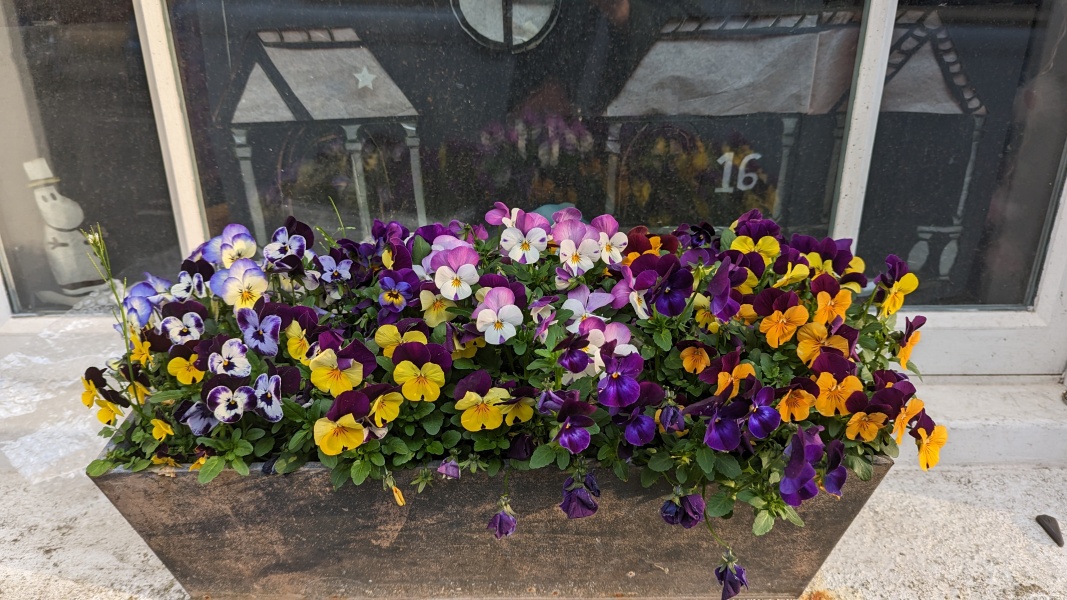 What should I plant in my window boxes?
