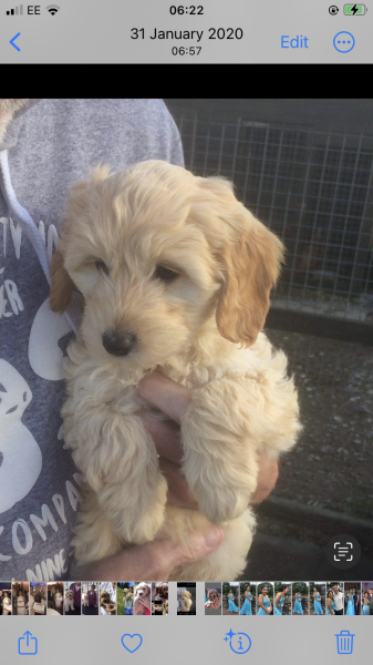 What dog is this??