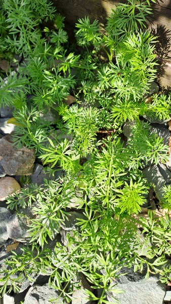 Plant ID please