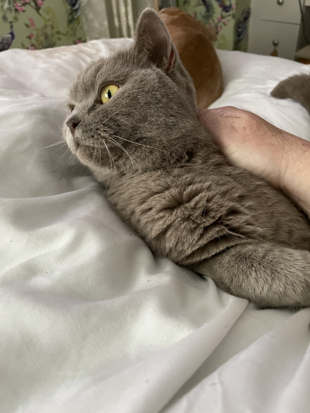 Tell me about your British Shorthair 