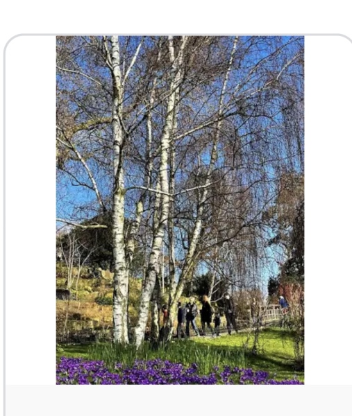 Neighbour wants tree cut down