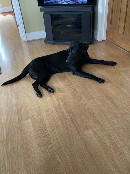 What do you call your dog…?