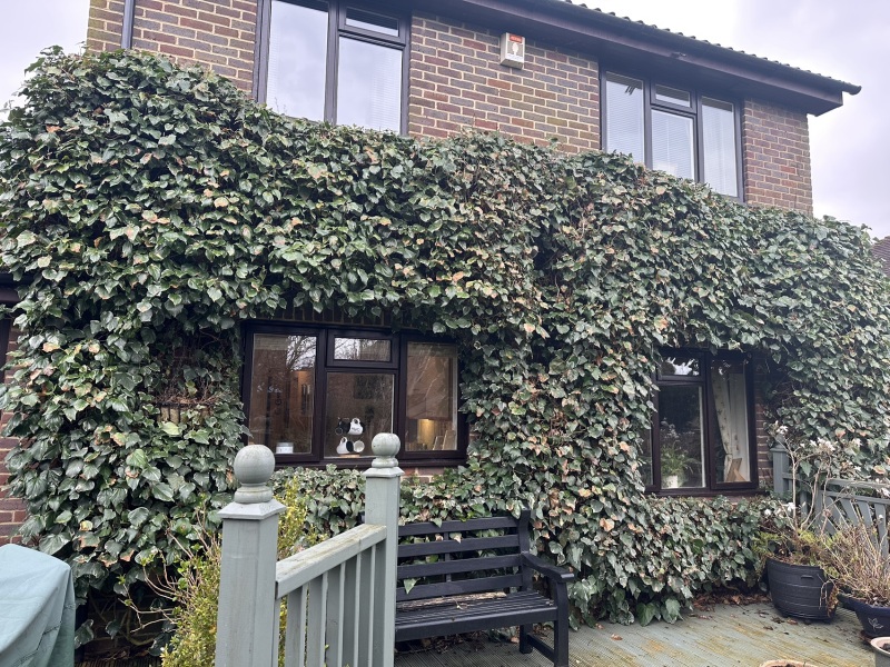 Buying a house with Ivy growing