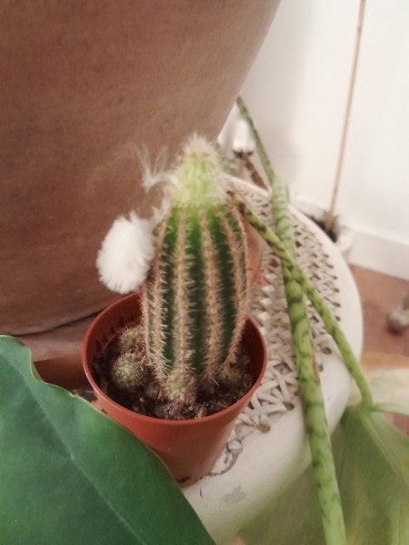 How do I remove sinister Santa outfit from a cactus?
