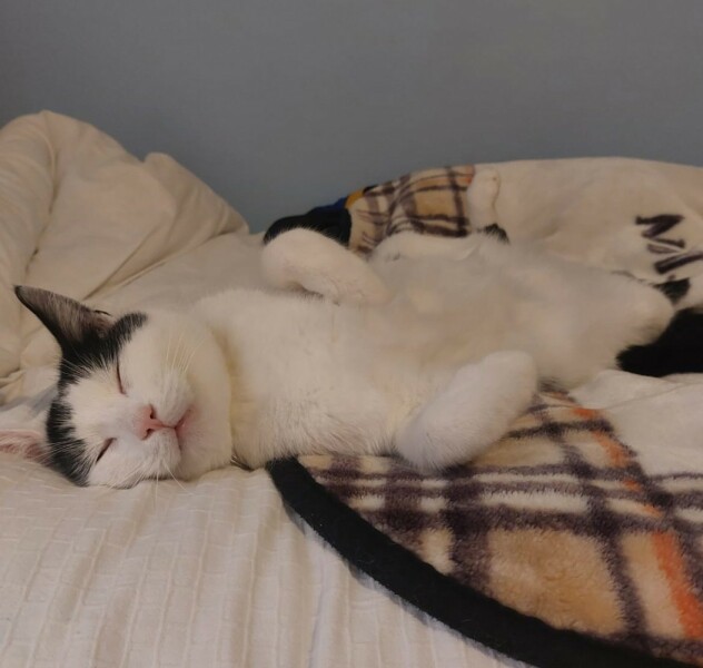 White cats, or any cats, really...