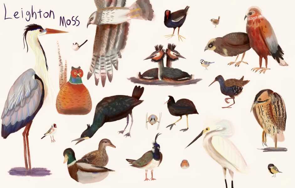 Your favourite breeds of bird...