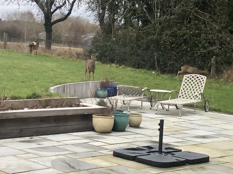 Overheard a rant on the bus.What ‘bastard’ things will you not have in your garden.