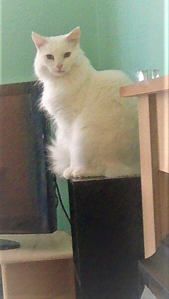 White cats, or any cats, really...