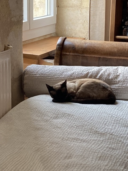 Introducing cat