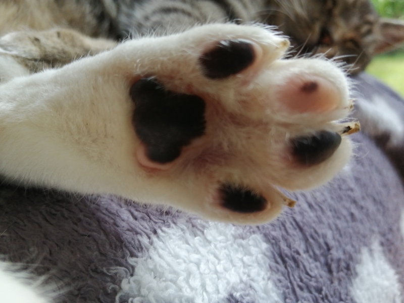 Toe Beans 