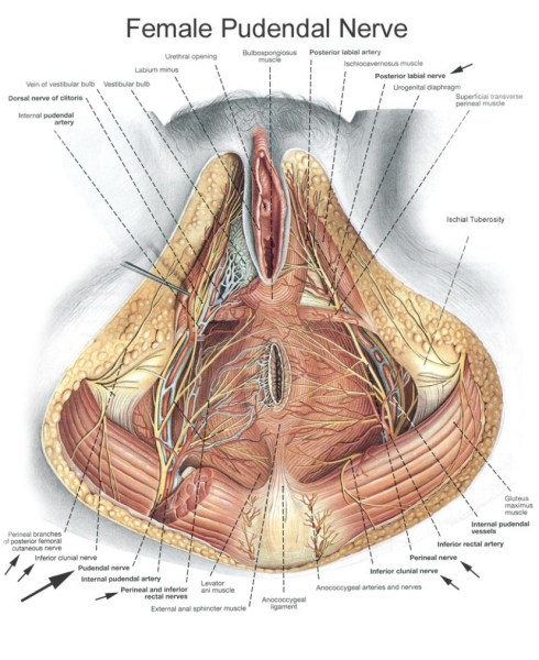 They is suing the U.K. government to become neither male nor female after op to create cavity...