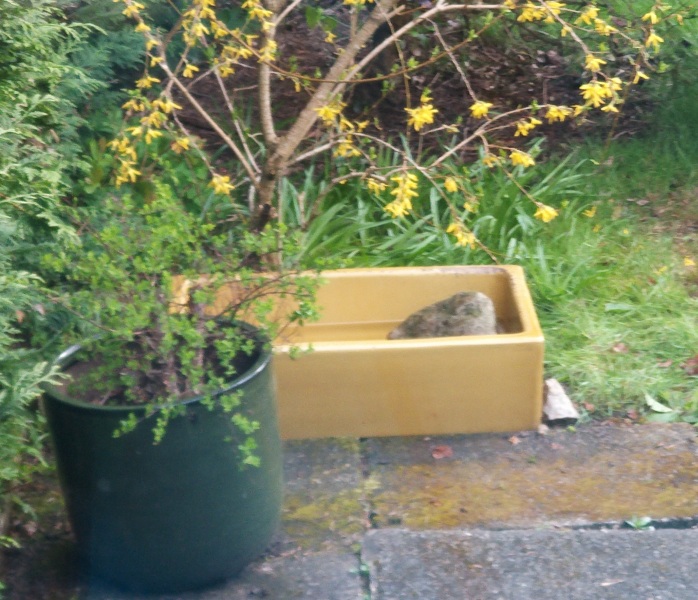 Bird bath, or container pond?