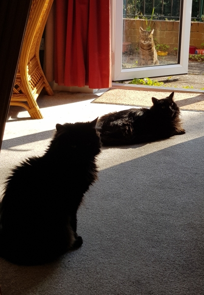 Thug cat part 5 - For he will not do destruction, if he is well-fed, neither will he spit without provocation.