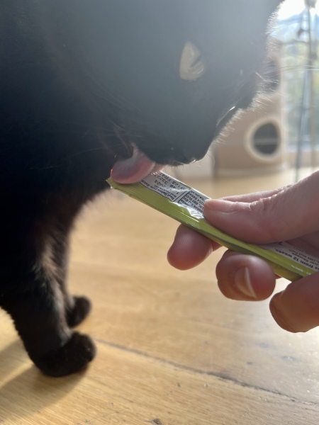 Advice for new cat mum please