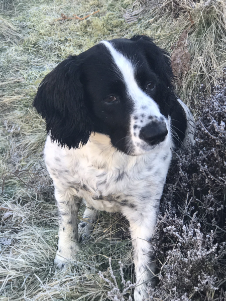 Can we share dog pictures?