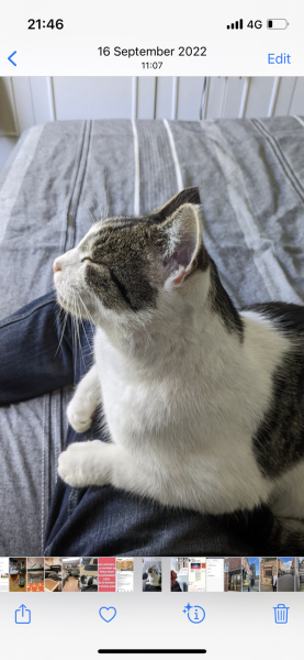 I told my cat a joke and this is how much she enjoyed it ...