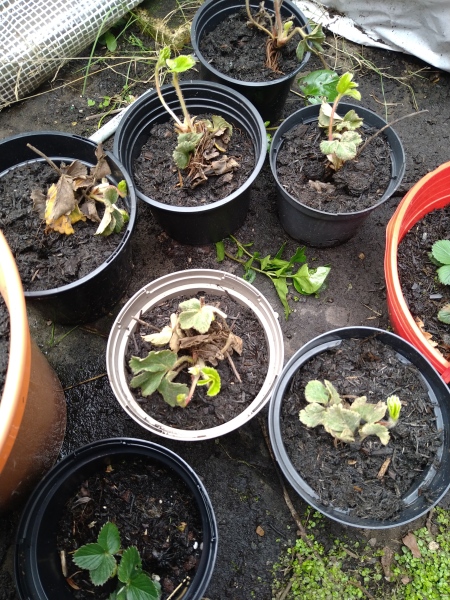The Vegetable Patch Mark 2