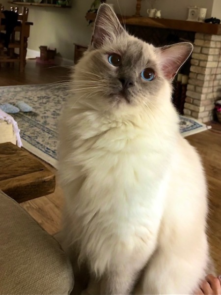 To let my Ragdoll outside?