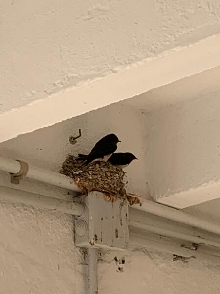 Which birds have been in your garden so far today?